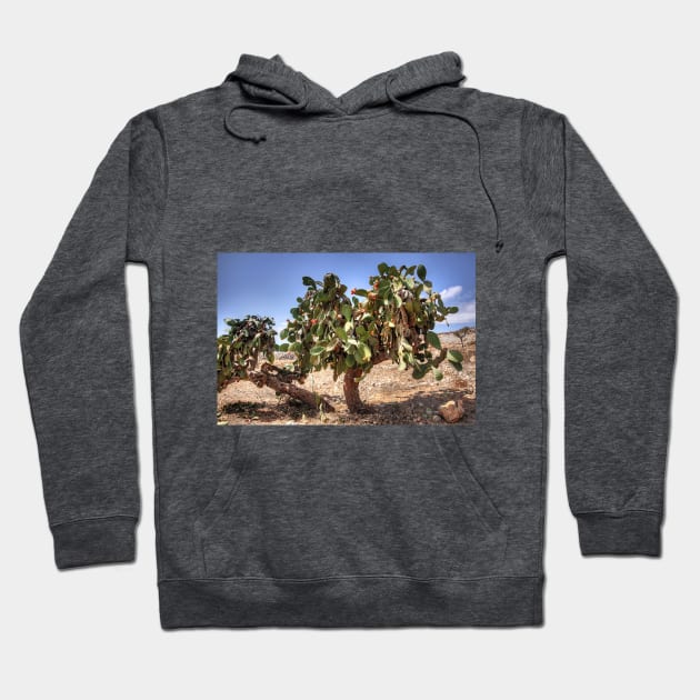 Opuntia ficus-indica Hoodie by tomg